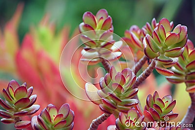Abstract Ice Plant