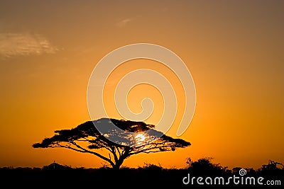 Acacia Tree at Sunrise