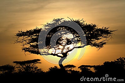 Acacia Tree Sunset, Serengeti, Africa