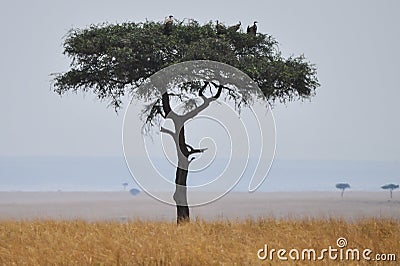 Acacia tree with vultures