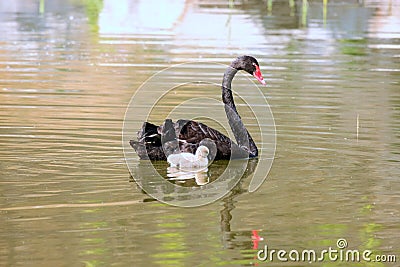 Accompanying black swan