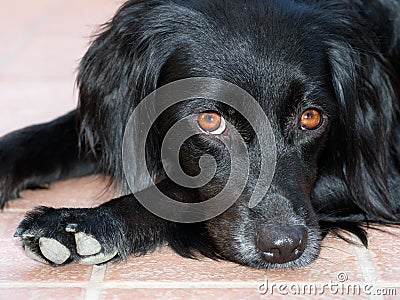 Accusing dog eyes - pet black dog watching, alert.