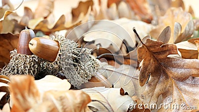 Acorns and oak tree leaves