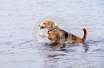 Active young beagle dog runs in the water