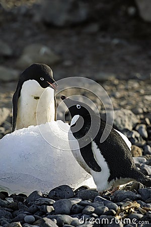 Adelie Penguin