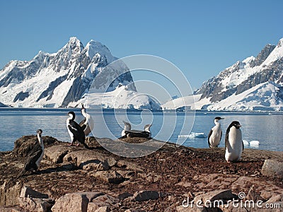 Adelie penguin and Antarctic shags at Petermann Is