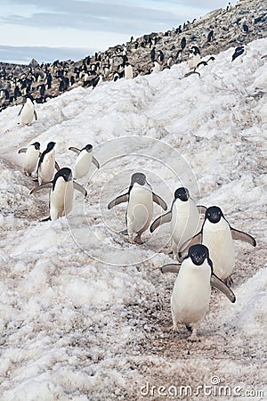 Adelie penguin highway, Antarctica