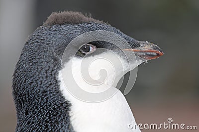 Adelie penguin young punk, Antarctia