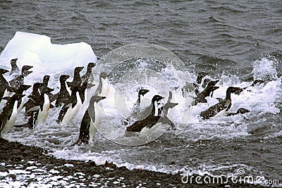 Adelie penguins, jumping into the ocean