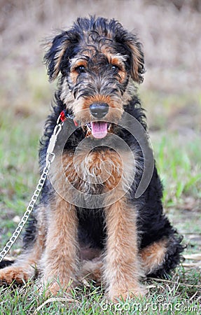 Adorable Airedale Terrier 10 week puppy portrait