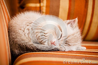 Adorable and beautiful little white kitty cat sleeping