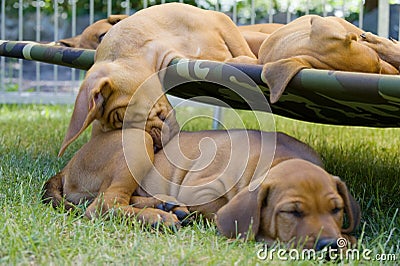 Adorable little puppy funny sleeping position