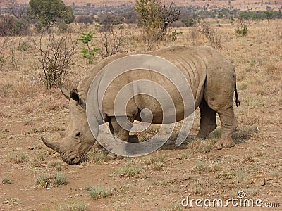 Adult African White Rhino