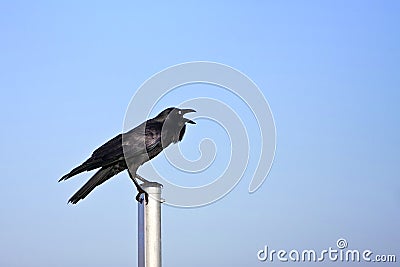 Adult black crow calling loud