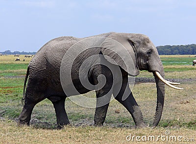 Adult bull elephant