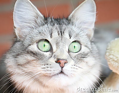 Adult cat, silver version of siberian cat