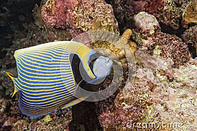 Adult Emperor angel fish