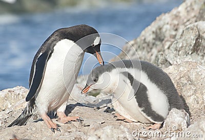 Adult gentoo penguin and chick.