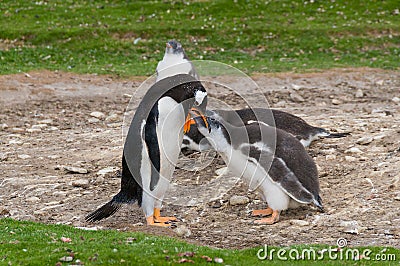 Adult Gentoo penguin with chick