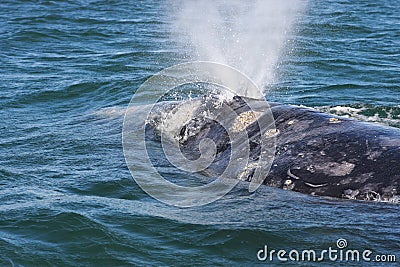 Adult gray whale exhaling.