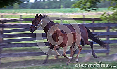 Adult Horse (Mare) and Foal Running