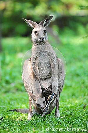 Adult kangaroo with joey in its pouch