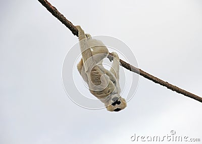 Adult Madagascar Lemur Monkey Hanging upside down from rope on a Cloudy Day