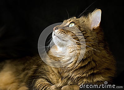 Adult maine coon cat looking left