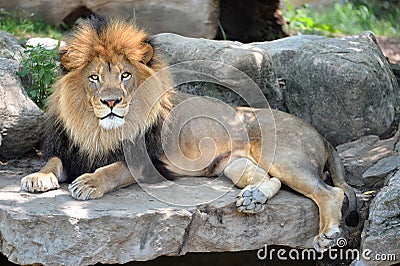 Adult Male Lion