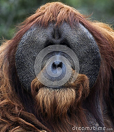 Adult Male Orangutan Portrait