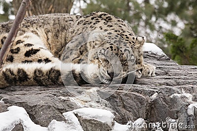 Adult Snow Leopard Asleep During Snow