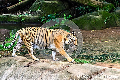 Adult tiger walking