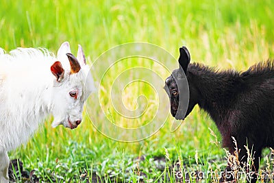 Adult and young goats fighting with their heads