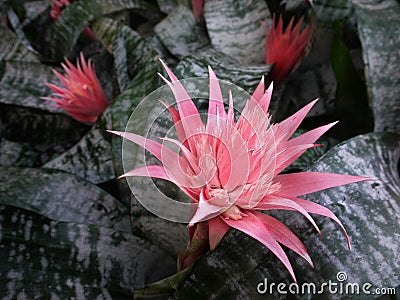 Aechmea fasciata Bromeliad Exotic Flower