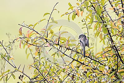 选拔栖息在山雀的长尾的黑色(aegithaloscaudatus)蜱虫哪个地方最多图片