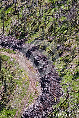 Aerial view of the black hills after the pine beetle