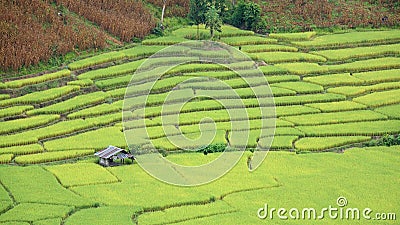 Aerial view of house at rice field terraces