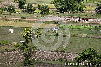 Aerial view of rural area