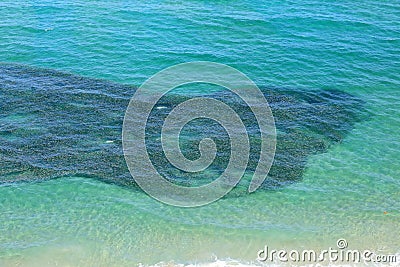 Aerial view of a school of bait fish