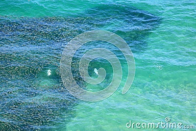 Aerial view of a school of bait fish