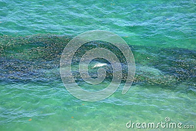 Aerial view of a school of bait fish