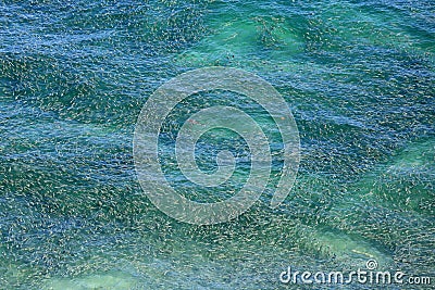 Aerial view of a school of bait fish