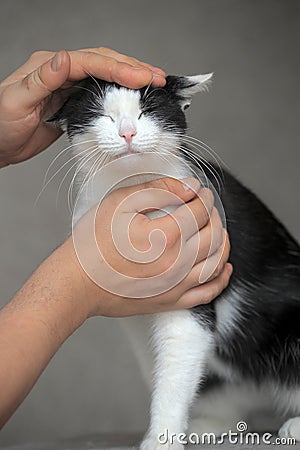 Affectionate black and white cat