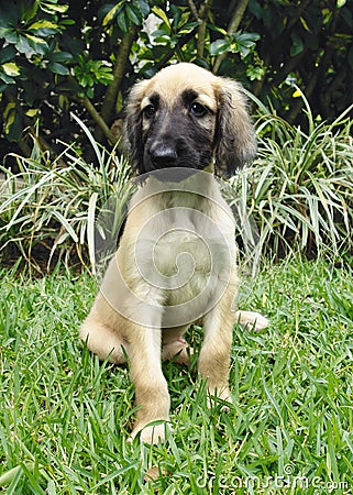 Afghan hound puppy