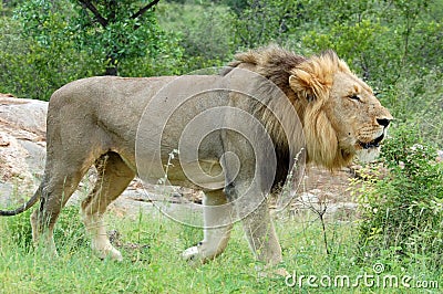 Africa: African Lion Roaring