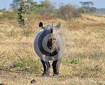 Africa Big Five: Black Rhinoceros