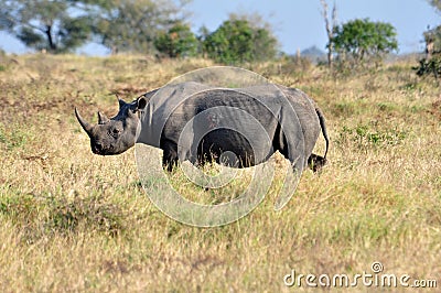 Africa Big Five: Black Rhinoceros