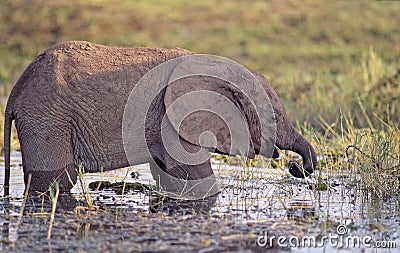 Africa-Elephant calf