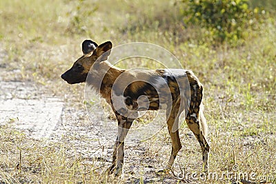 Africa s Wild Hunting Dog: Painted Wolf