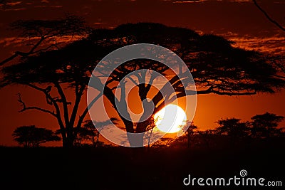 Africa safari sunset in trees